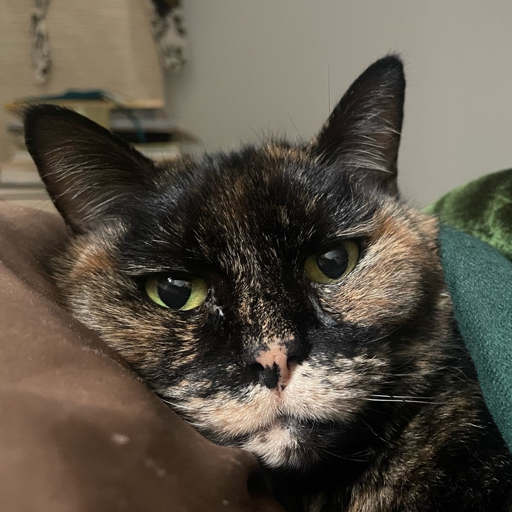 Meet your Posher, Felicity